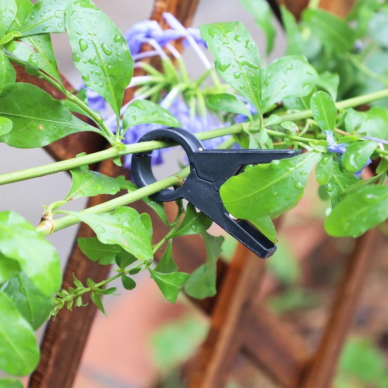 Nowe 100/10 szt. Klipsy do pod – Vine Climbing Plastic recenzja i cena